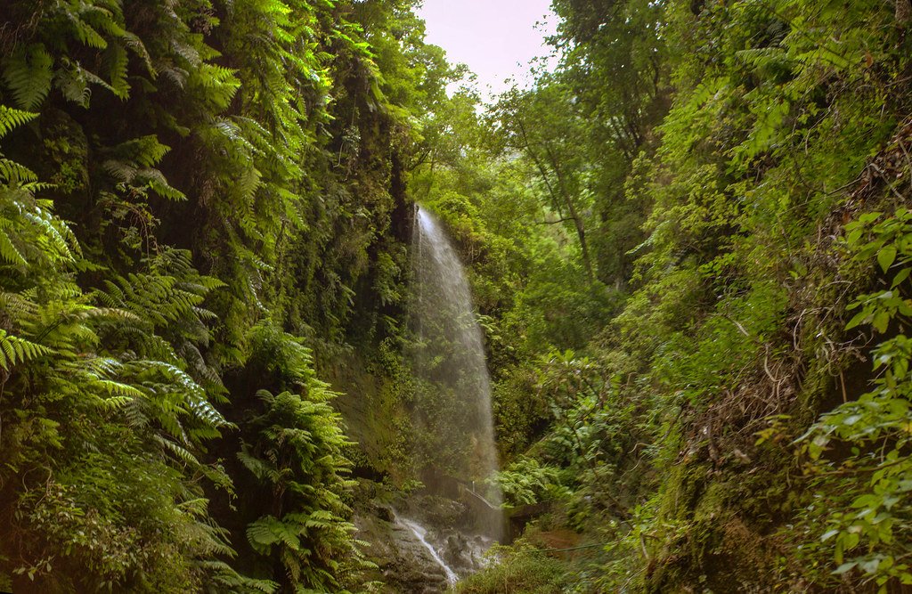 Bosque de los Tilos, La Palma