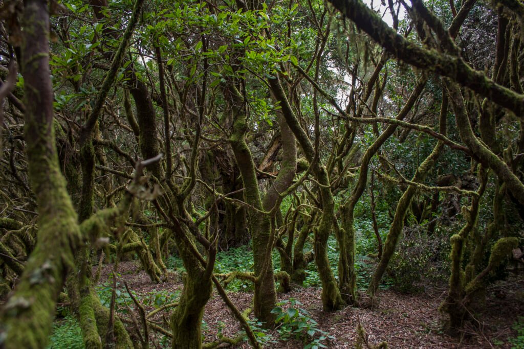 Bosque de La Llanía, El Hierro