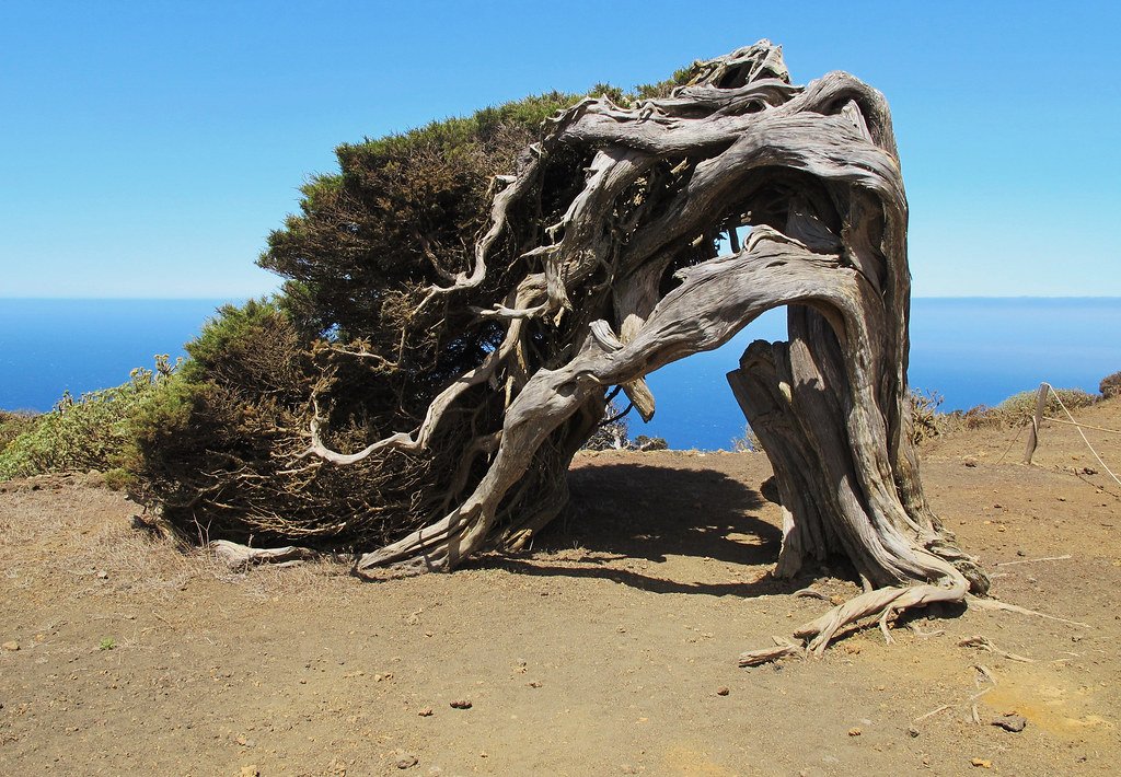 El Sabinar, El Hierro