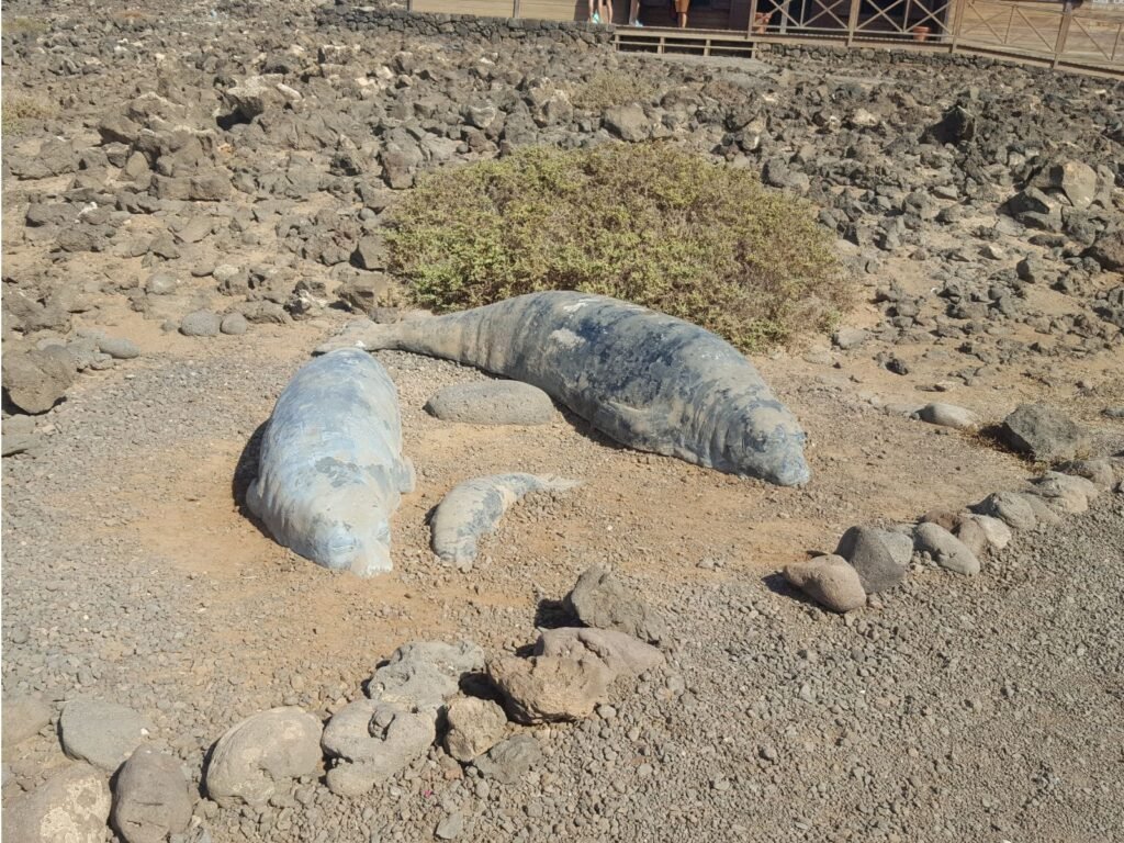 Escultura focas monje en el Islote de Lobos