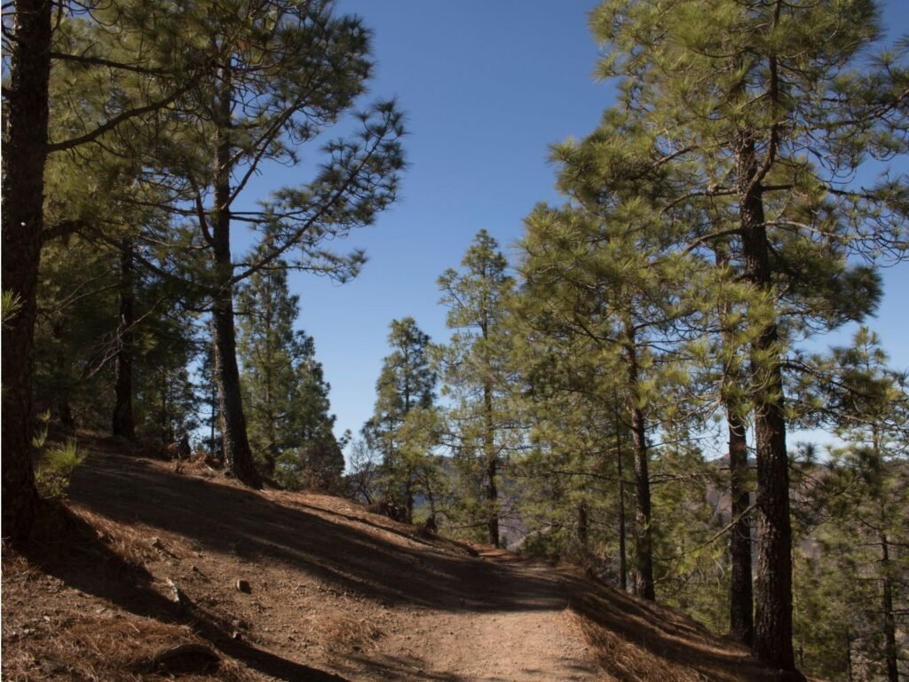 Sendero del Monumento Natural Roque Nublo