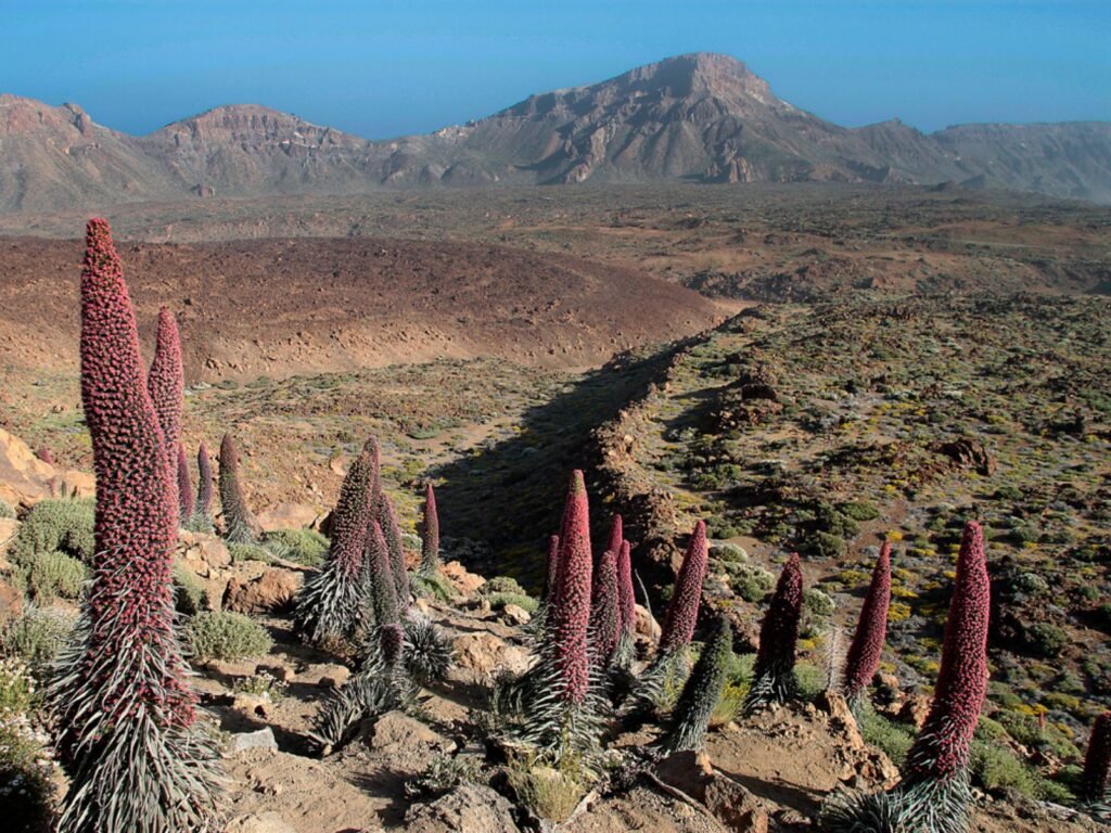 Tajinaste rojo del Teide