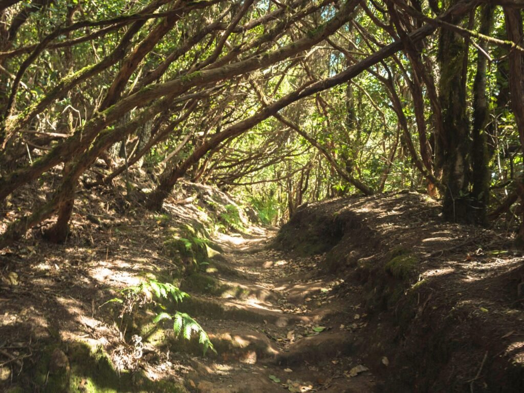 Bosque laurisilva de Anaga en Tenerife