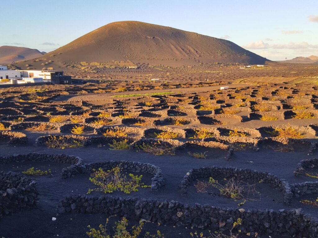 Sistema de cultivo de La Geria