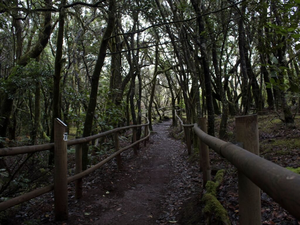 Un sendero del Parque Nacional de Garajonay