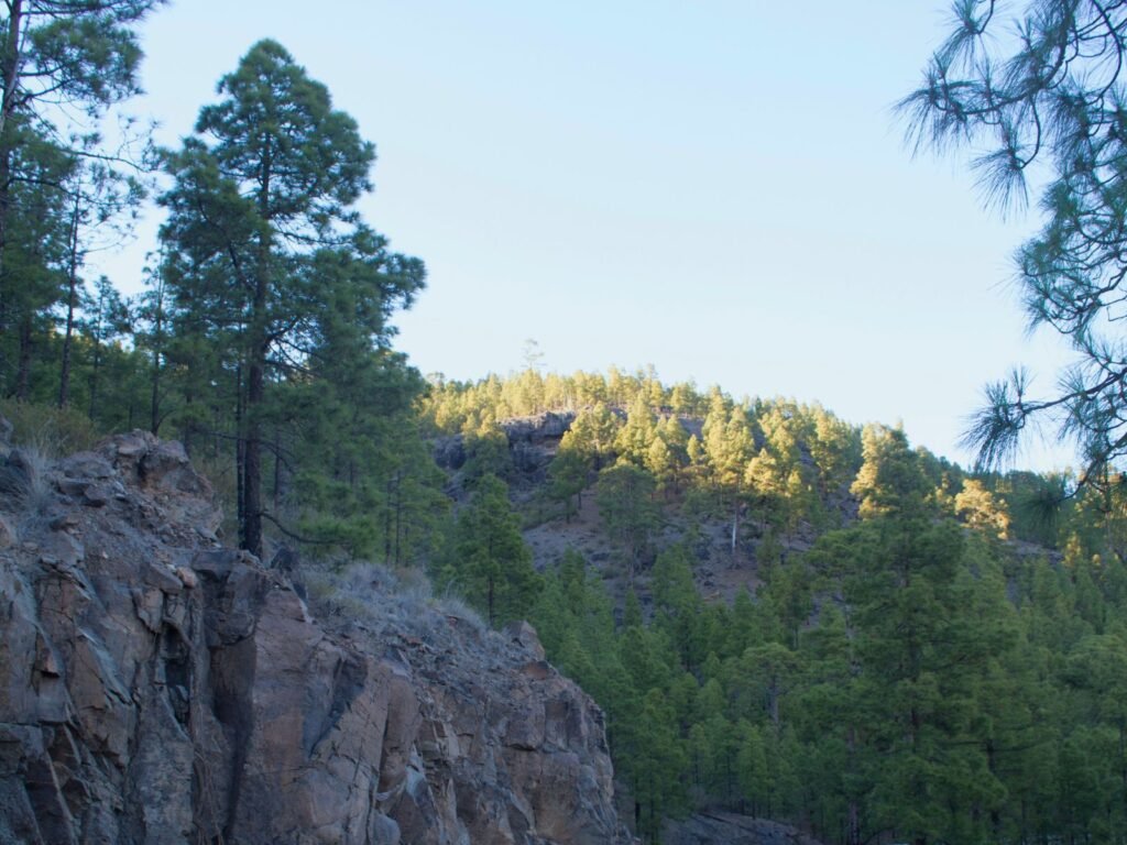 Pinar de Tamadaba en Gran Canaria