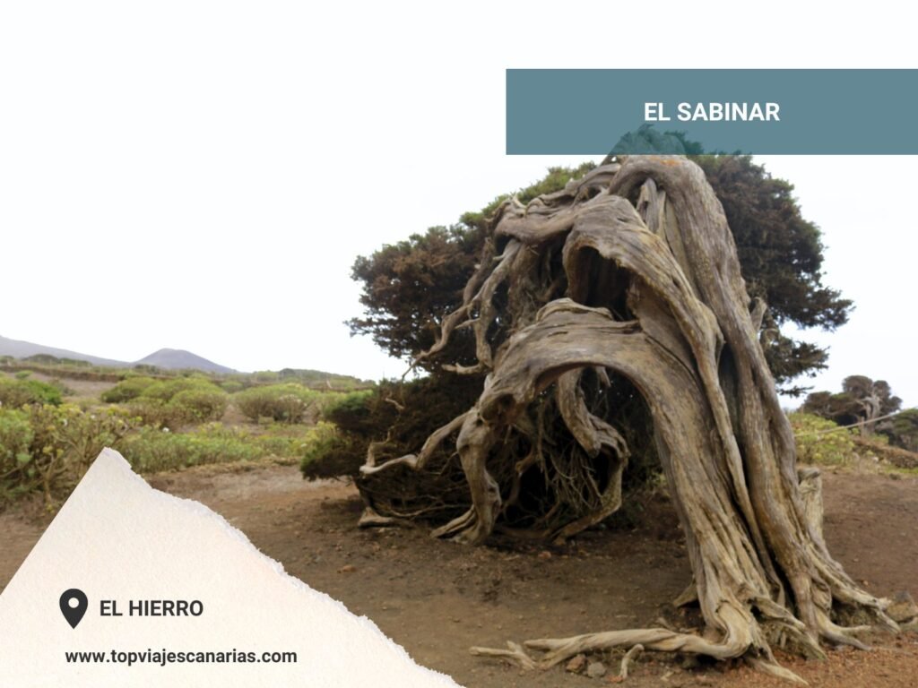 El Sabinar de El Hierro