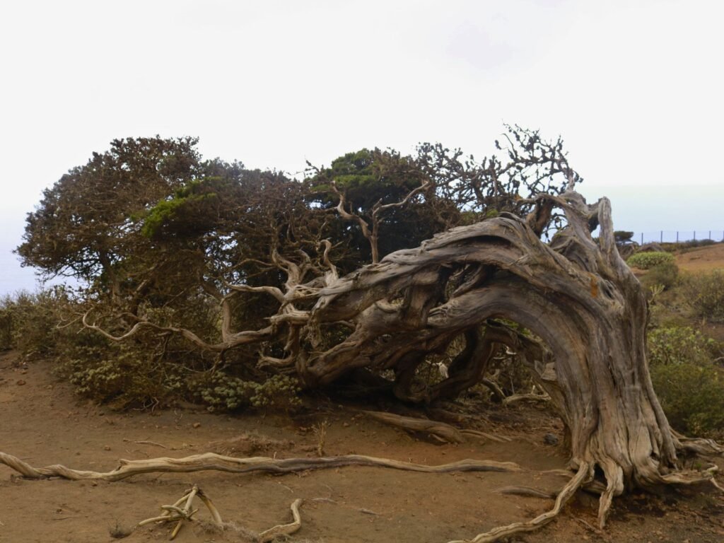 Sabina en el Sabinar de El Hierro